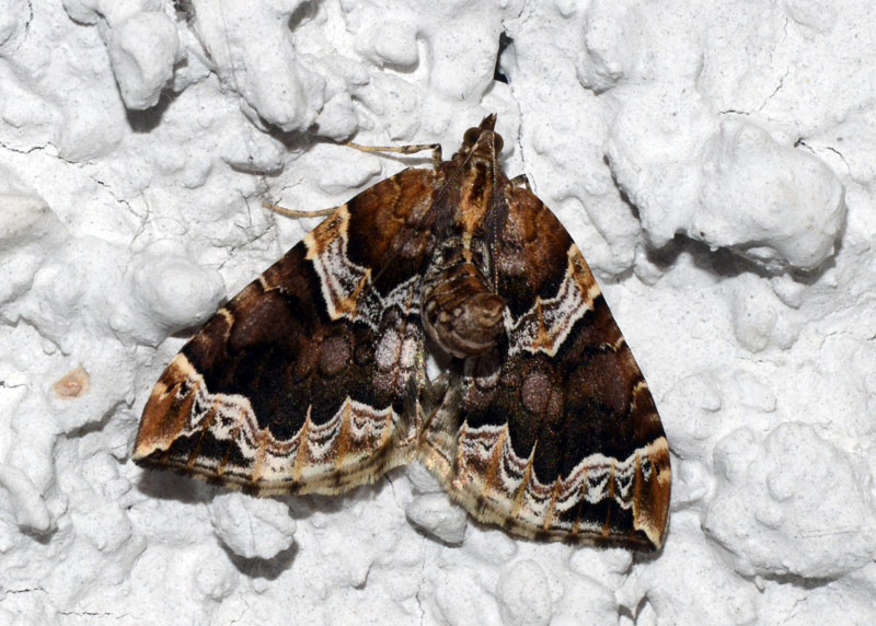 Eulithis prunata, Geometridae Larentiinae